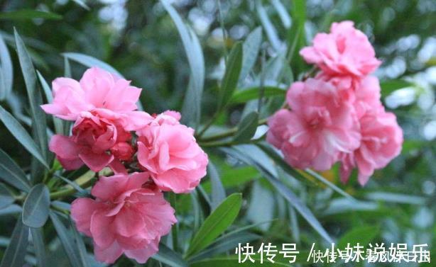 虞美人|有钱人家里从不养“4种花”，白送都不要，你还傻傻往家买