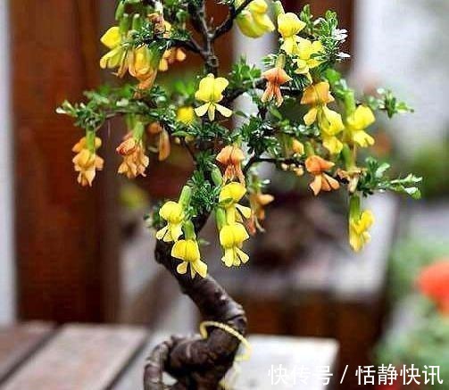 金雀花|这3种“盆景”个子虽小,却香飘十里,除螨抗菌,客厅最好养1盆!