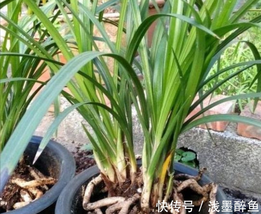 春天为兰花换盆,4个小细节不能忽视,不然难服盆,长势不旺