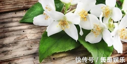 茉莉花|这种皮做成的肥水，养茉莉花，一个月长花苞，连开两次