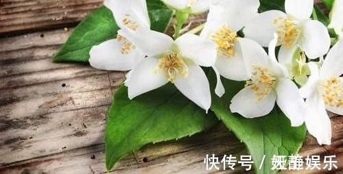 茉莉花|这种皮做成的肥水,养茉莉花,一个月长花苞,连开两次
