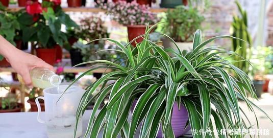 就可以|还在用花肥养花盆里埋10粒它,半年不用施肥,叶绿花又旺