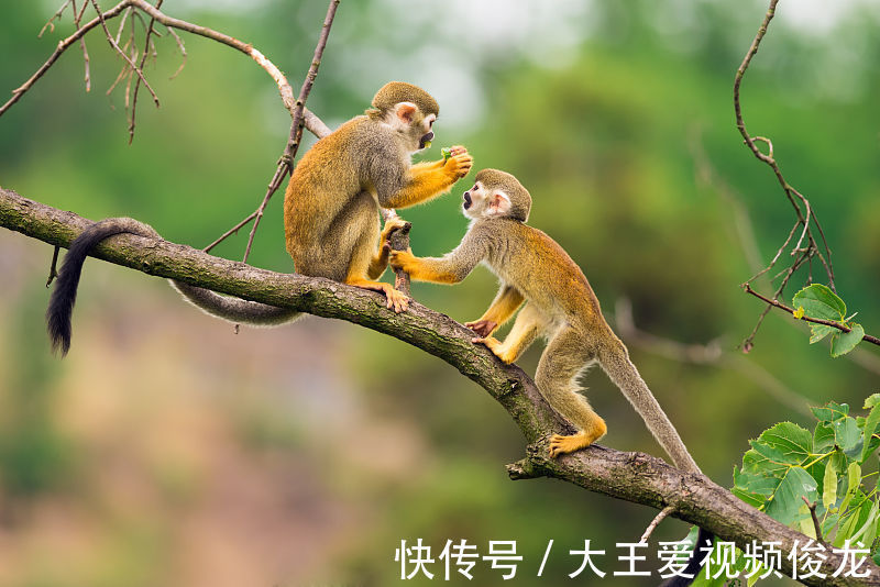 生肖|11月下旬，将名利双收，迎来喜鹊报喜的三大生肖