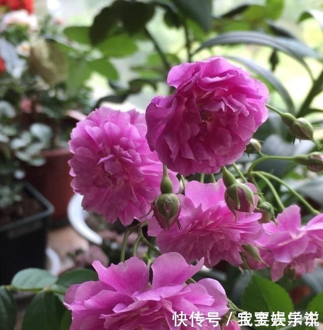 甜蜜马车|家里有这种花太赚了，一年四季开花不断，还能香飘满室！