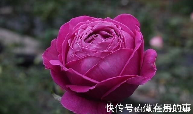 名称|25款包子型月季，花开永不败，大花好养又丰花，新手推荐种植！