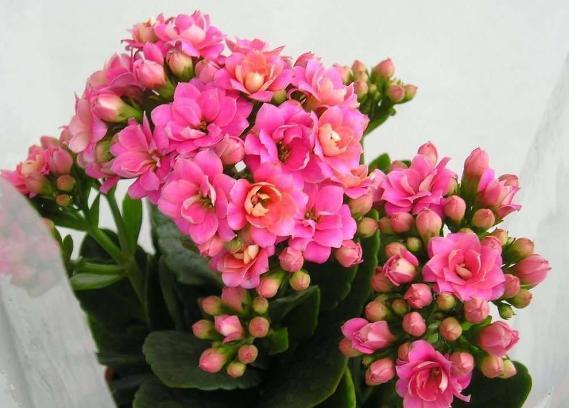 新手|新手花友养长寿花,该牢记哪些才能一年四季开花