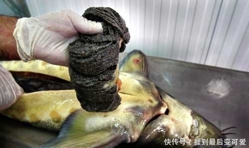 食物|它被称为食物中的“黑黄金”,吃一口相当于吃掉一套房子