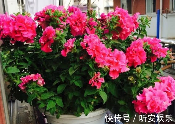 养花“3种”黄金土壤,不黄叶、不烂根,蹭蹭长爆盆,一学就会