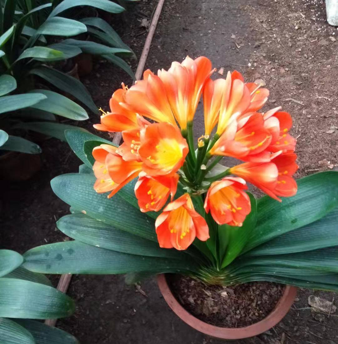 君子兰光长叶不开花该怎么处理?试试2招,开花壮观,一盆变多盆