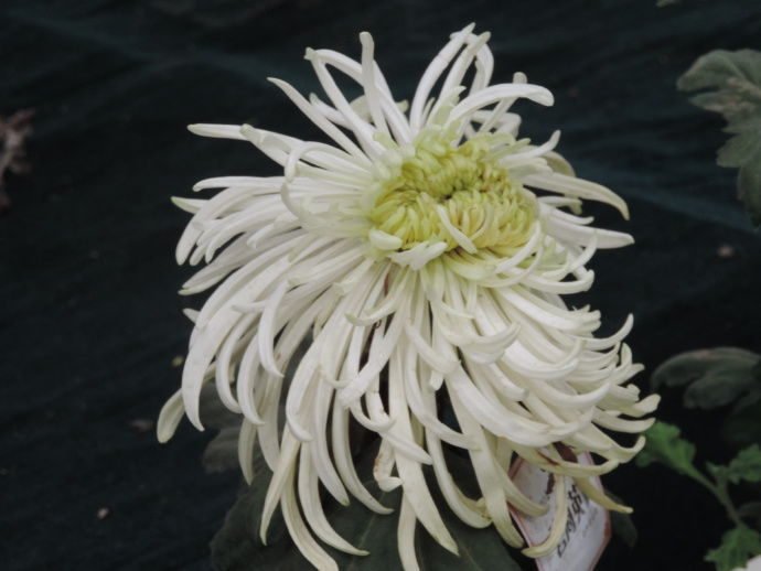 喜欢菊花，不如养盆“菊中珍品”胭脂浓妆，似美艳佳人，舞魅高贵