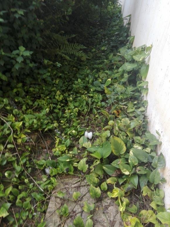 北方家里当宝的花,南方大马路上全都是,我酸了!