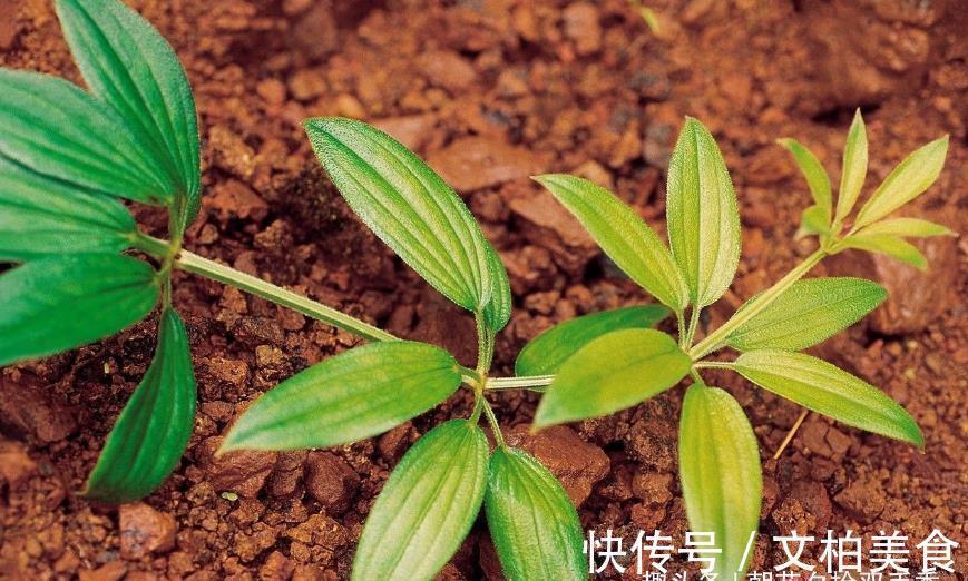 野草|农村一种叫茜草的野草,农家人常用其根部炖汤喝,营养很丰富
