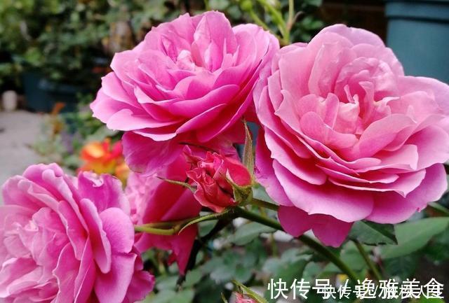 盘点10种古典美复古色系月季,你必须拥有其中一种!