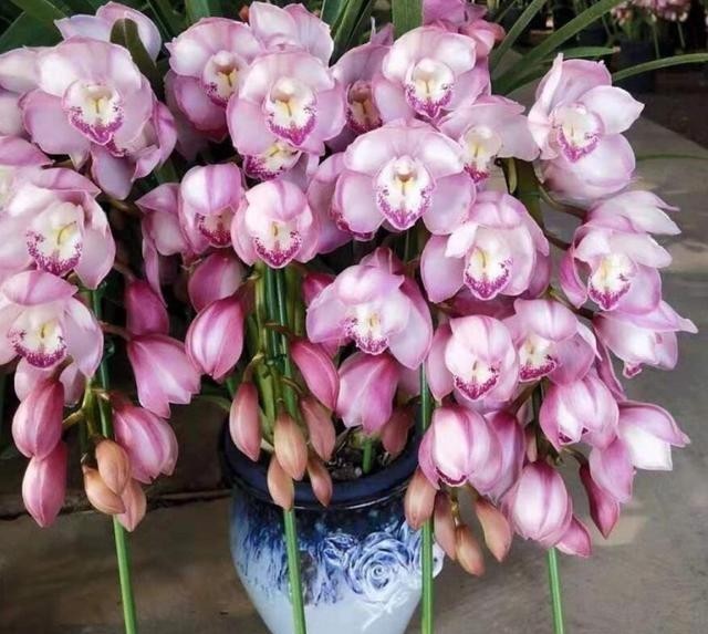 回家|大花蕙兰很难养吗?买回家每一周,花苞掉光了!