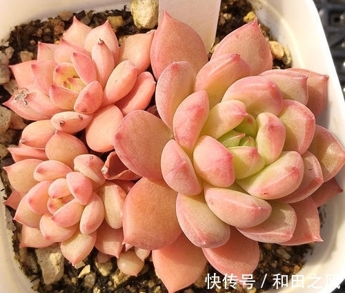 多肉浇水大全，掌握了轻松养成肉墩子，5分钟学会！