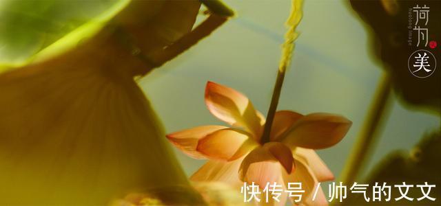 爱对方|桃花再开，旧爱回眸，桃花满天，两相思慕，相拥而泣