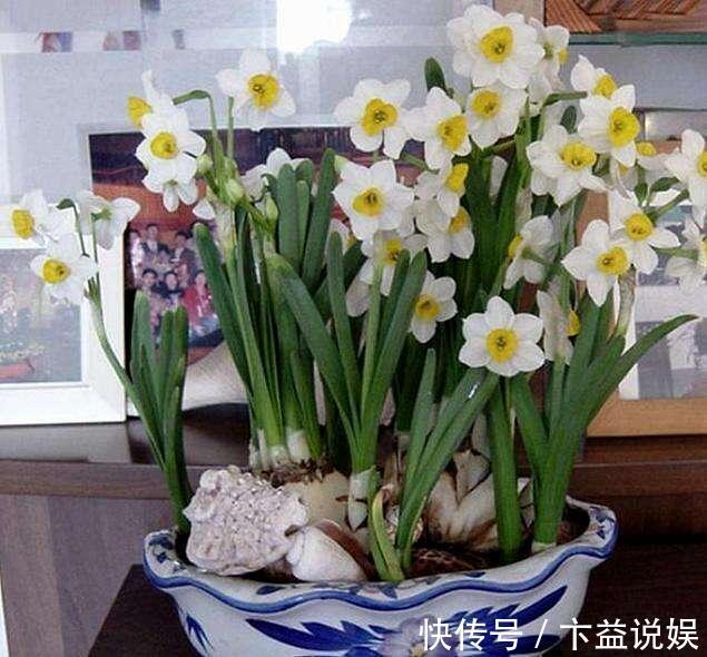 卧室养花避开这5种,熏得头晕脑胀,最容易失眠