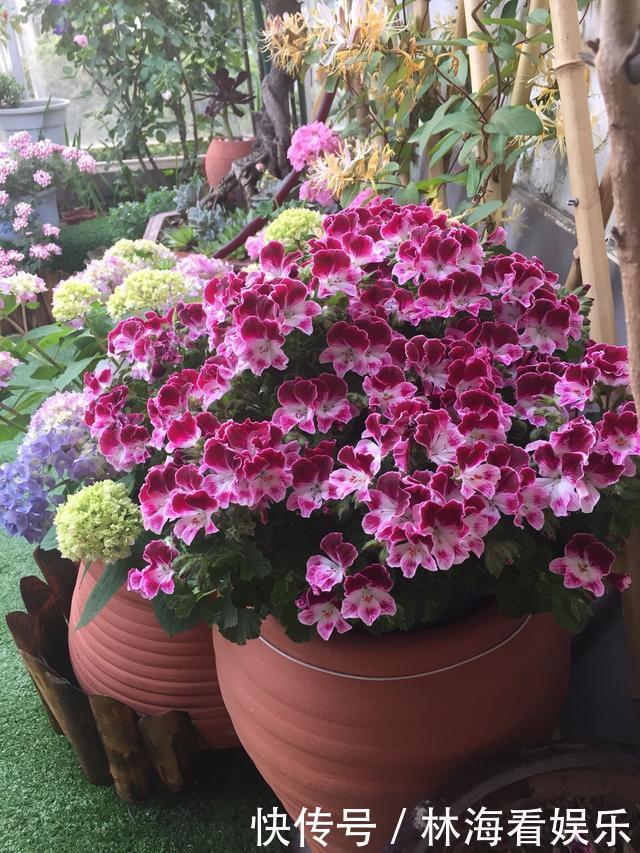 肥料|淘米水、羊粪水都不如2种肥，啥花都通用，养啥花爆啥花