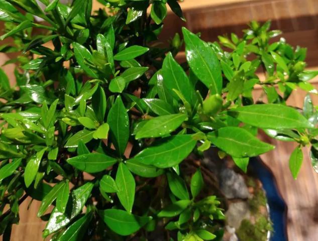 花草|水里滴点“它”浇花,管叫植物一整冬不黄叶、烂根