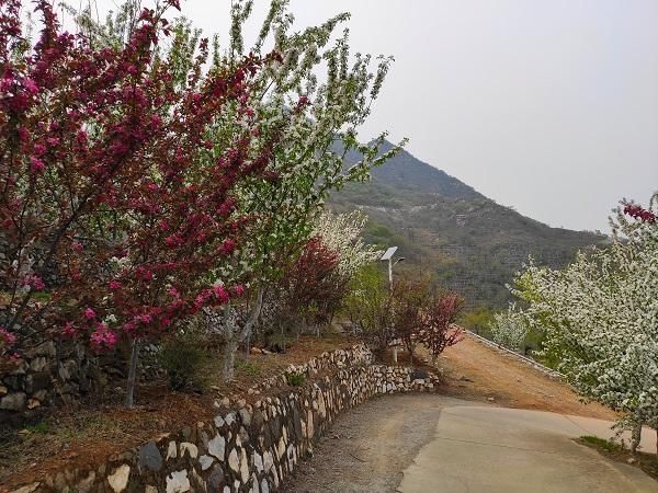 贾峪口村|【生态宜人 美丽房山】佛子庄乡贾峪口村海棠花开美景诱人