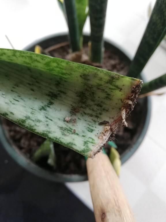 太阳花枝条|只用叶子也能扦插,这花把叶子剁5段,插到土里就能长成5盆花