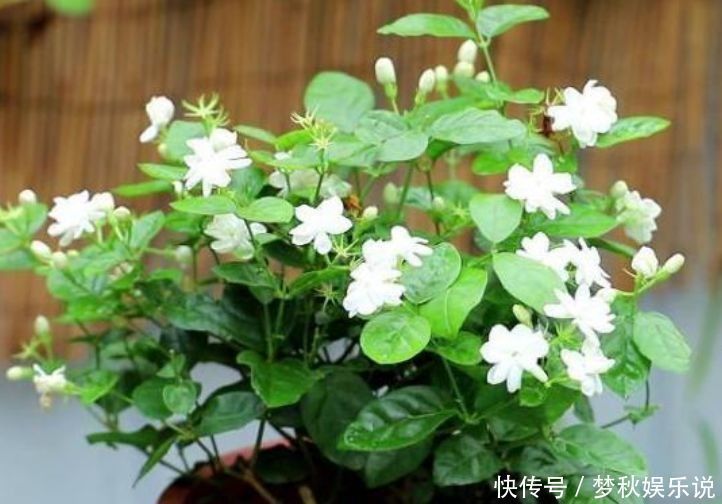 清香|几种花养在阳台,花开不断,好养易活开花漂亮