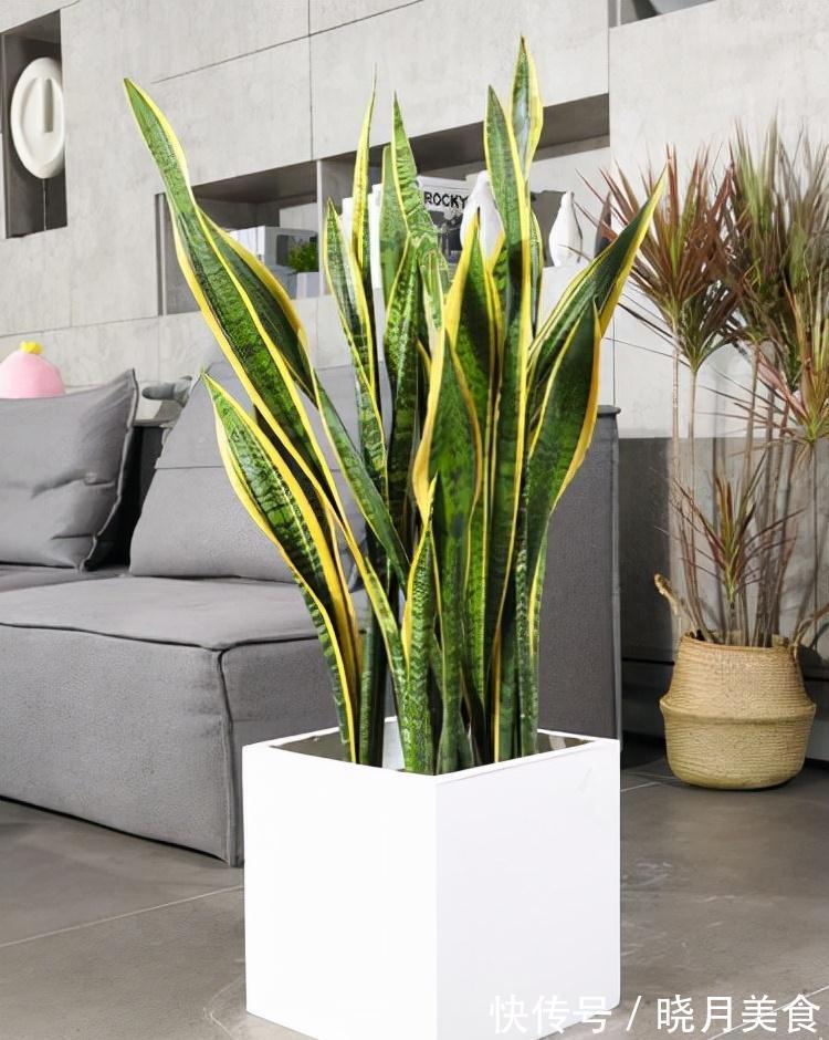 冷天养这8种花,有钱也要穷着养,断粮、少水更抗冻