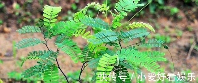 南宁市药物志|农村常见的鸡骨草，却是生产肝炎颗粒的中药材，怪不得它值钱了