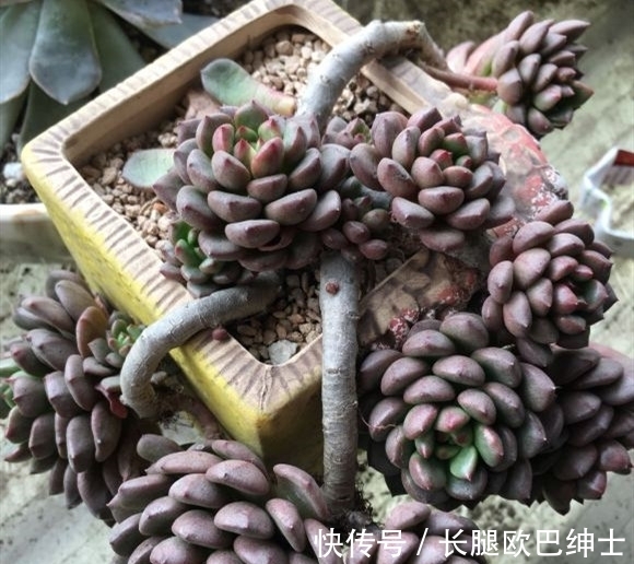 养护|多肉红宝石和蓝宝石,名字很相近差别却很大,都很漂亮值得入手