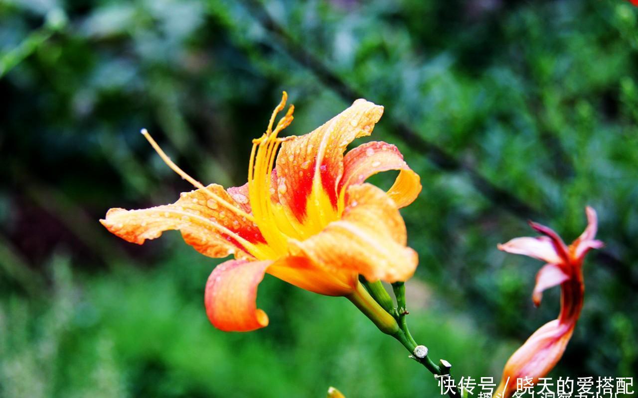 被低估的“三种花”,寓意好“营养价值高”,养一盆家人更健康