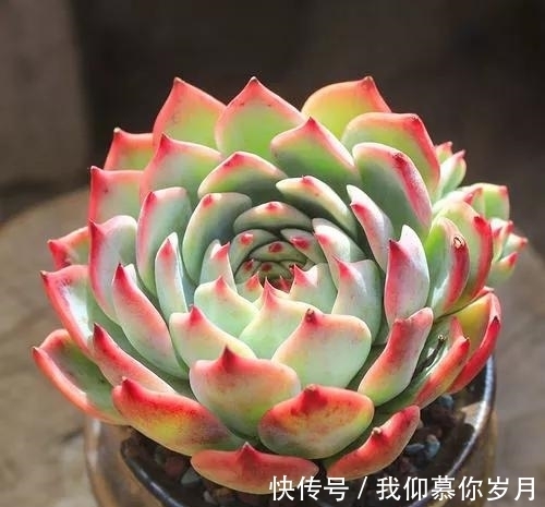 名字像娃娃,形态像莲花,堪称多肉中的“杨贵妃”,是哪种多肉呢