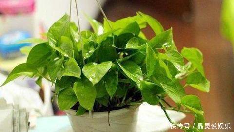 “这种水”别倒掉,绿萝最爱喝,一月浇两次,叶片从来不发黄