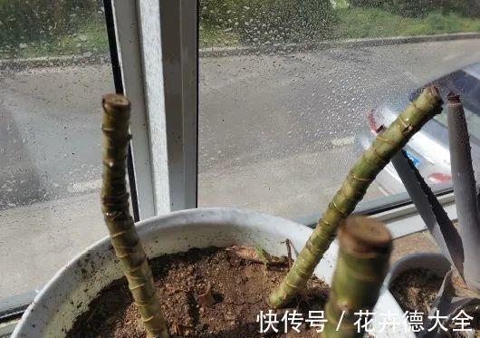 7种花，现在要砍头，冲天炮变成爆炸头