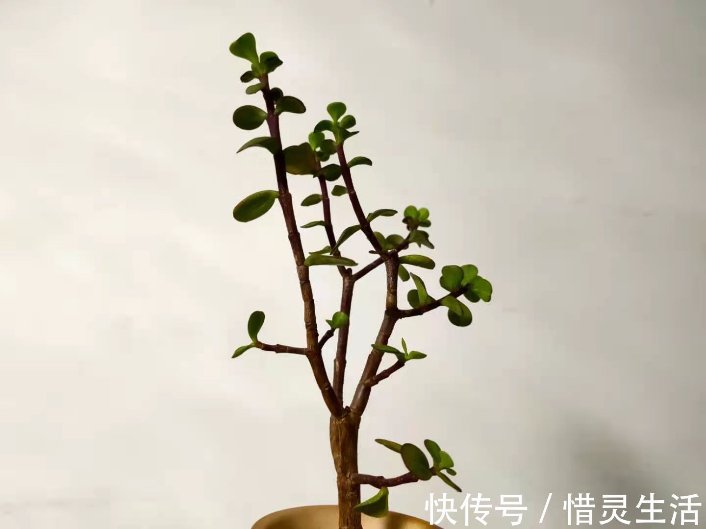 养护金枝玉叶，掌握2个小技巧，叶片翠绿，枝干粗壮