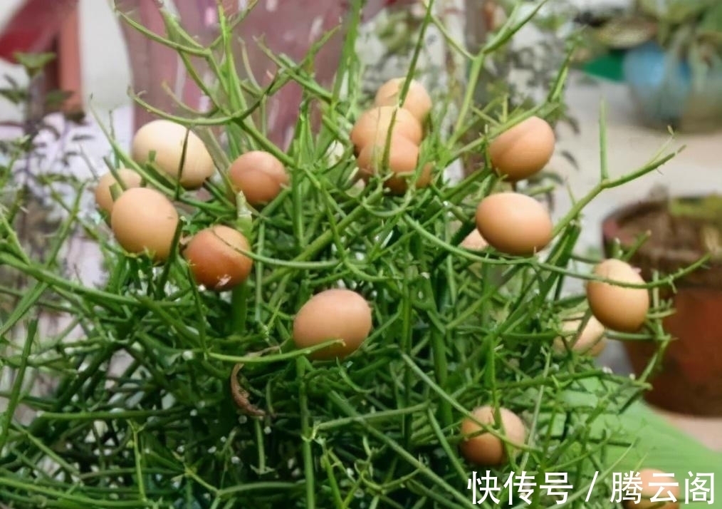 世界上一种“神奇”的树,能够结出“鸡蛋”,起源于中国!