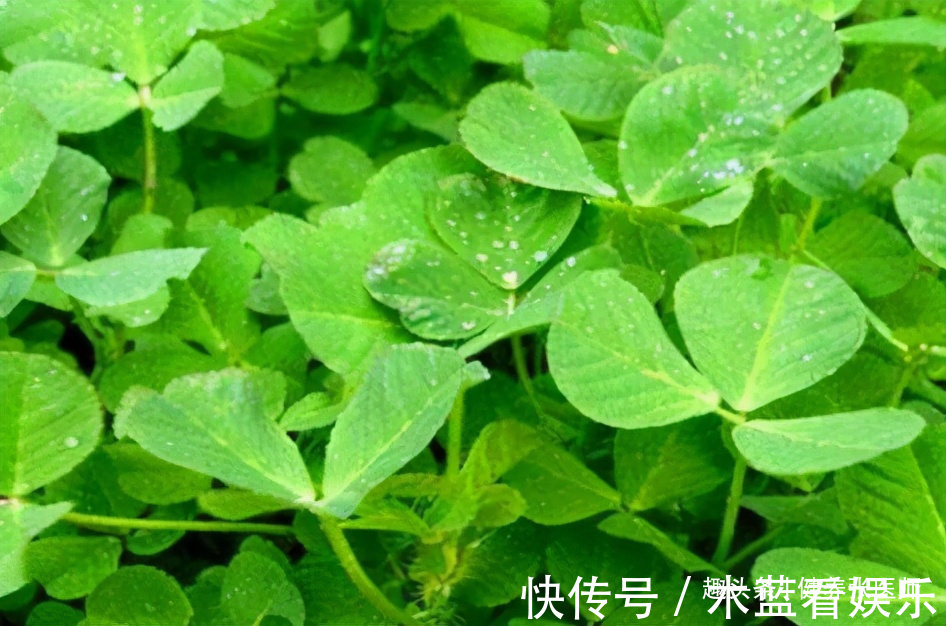 营养|对身体最好的三种食物,营养丰富,排毒养颜,好处多多!