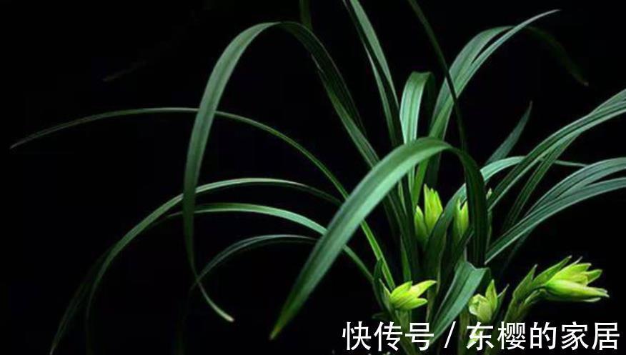 花友|5种花喜欢也别入坑，太“烧钱”了，钱包守不住，老花友有发言权