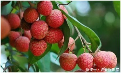 调理|肝脏不好怎么调理夏天多吃4种水果,养肝护肤,好吃不贵