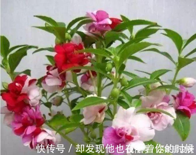 凤仙花|3种花特别适合养客厅,一开就是300多天,关键好养又漂亮!