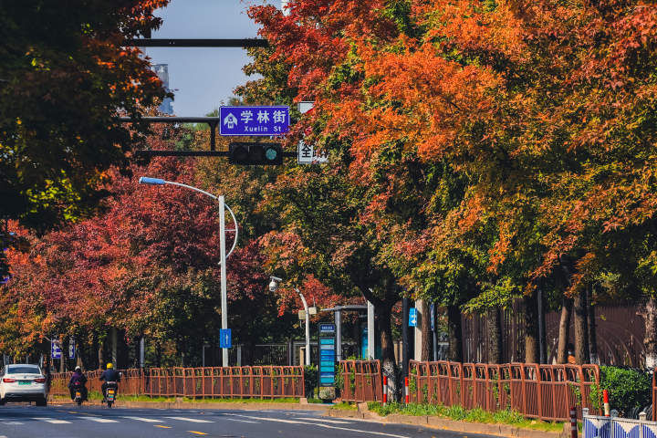 钱塘|这道靓丽的风景来报道了，钱塘“枫香大道”开始刷屏