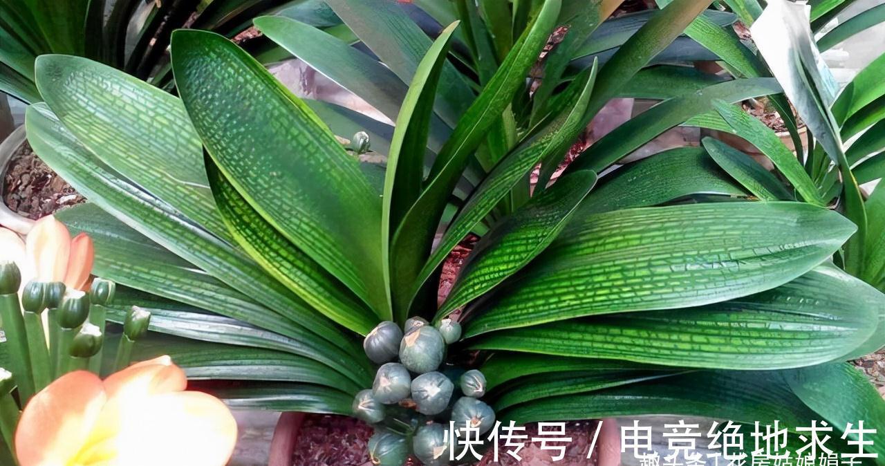 植料|君子兰养好养坏,不光要学会分辨,还要知道养好它的关键在哪里?