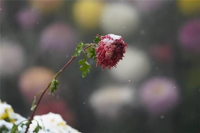  大雪|雪菊三首，冬日菊花，生意在根本，大雪冻不死