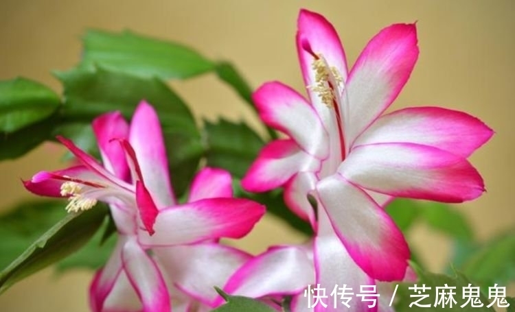 猫爪花猫爪花|4种漂亮花，好养易活能爆盆，开花漂亮财运来，一养就上瘾