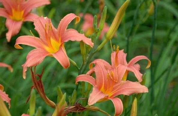 家里养什么试试“它”花语难忘的爱,开花120天,超美