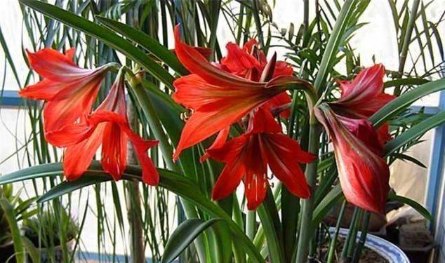 养护|朱顶红“傻长叶子”不开花一包一冻,温差大,花苞嗖嗖冒出来