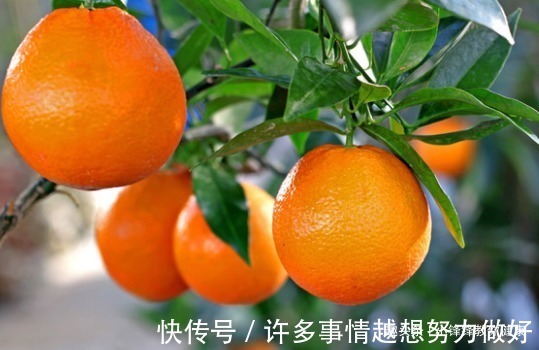 血脂|长寿老人爱吃的此种食物,降低血脂血压、提高人体的抵抗力