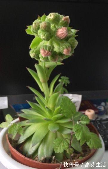 观音莲|开花会死的多肉名单,你家要有养,看见花箭就“给一刀”