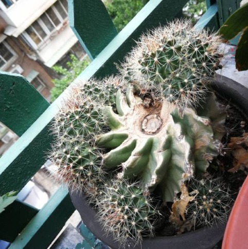 原来砍头有这么多妙处,烂根黄叶别再困扰,拿把菜刀一砍就完事!