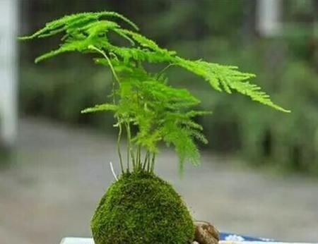 文竹有“三怕”,避开生机勃勃,撒欢长猛窜芽,养成苍劲小老桩