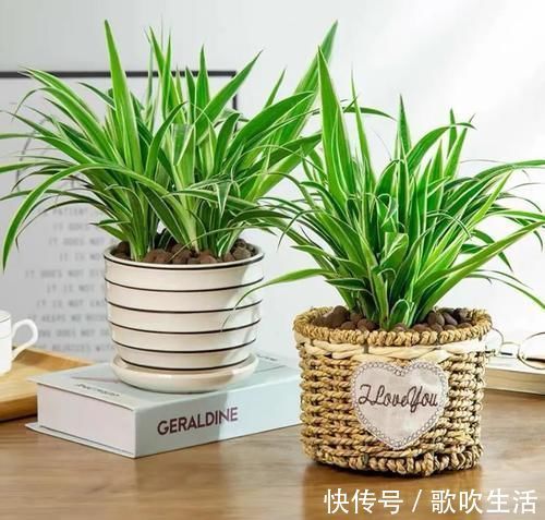 聪明人爱养的4种花,有的寓意好,有的净化能力强,你在养吗